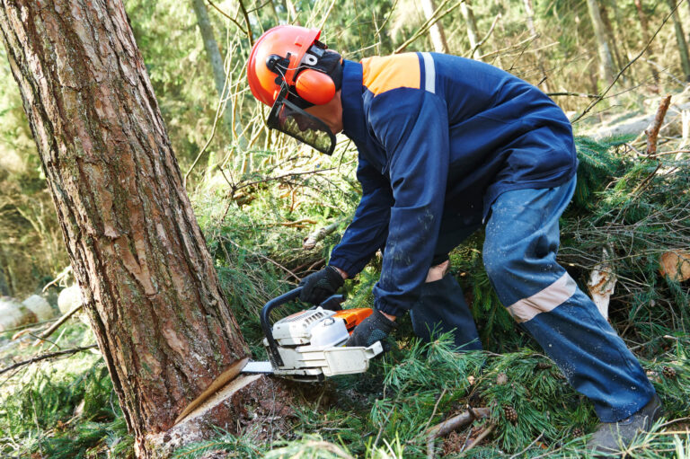 tree felling pros Man cutting tree 5 768x511