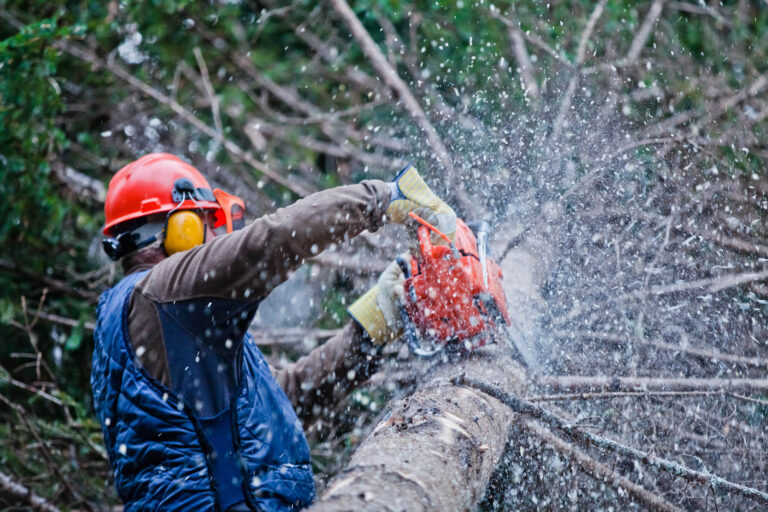 tree felling pros Tree Felling Cutting a Tree 1 768x512