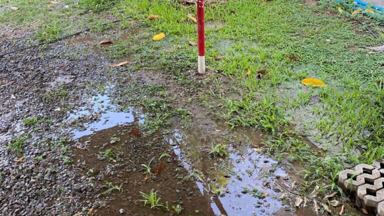 Flooded garden Leal detection 2 768x432