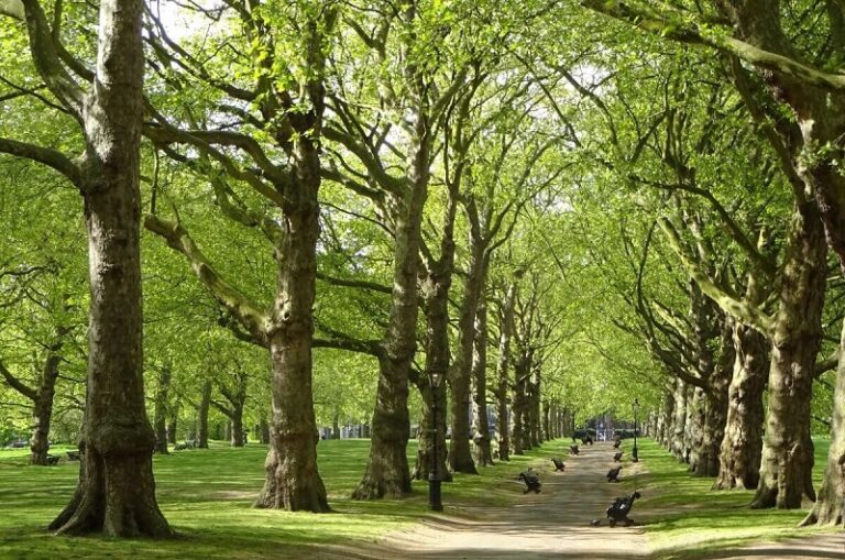 tree felling pros Tree Services 1 768x509