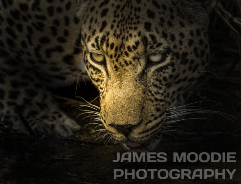 west street male leopard Medium 768x586